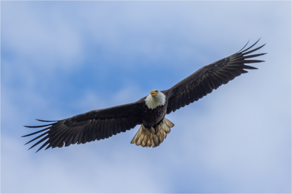 Main image Bald Eagle