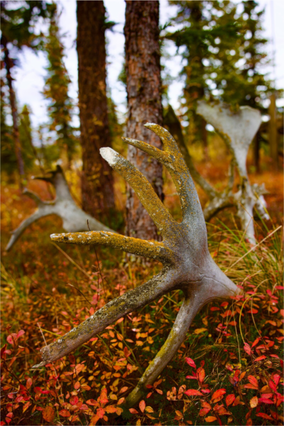 Main image Caribou Antlers