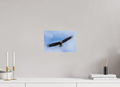 12 x 8″, Photo Print On Fuji Crystal DP II Bald Eagle