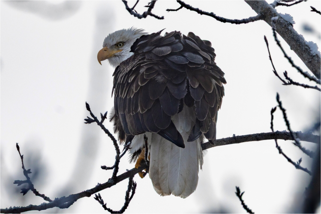 Main image Winter Bald Eagle