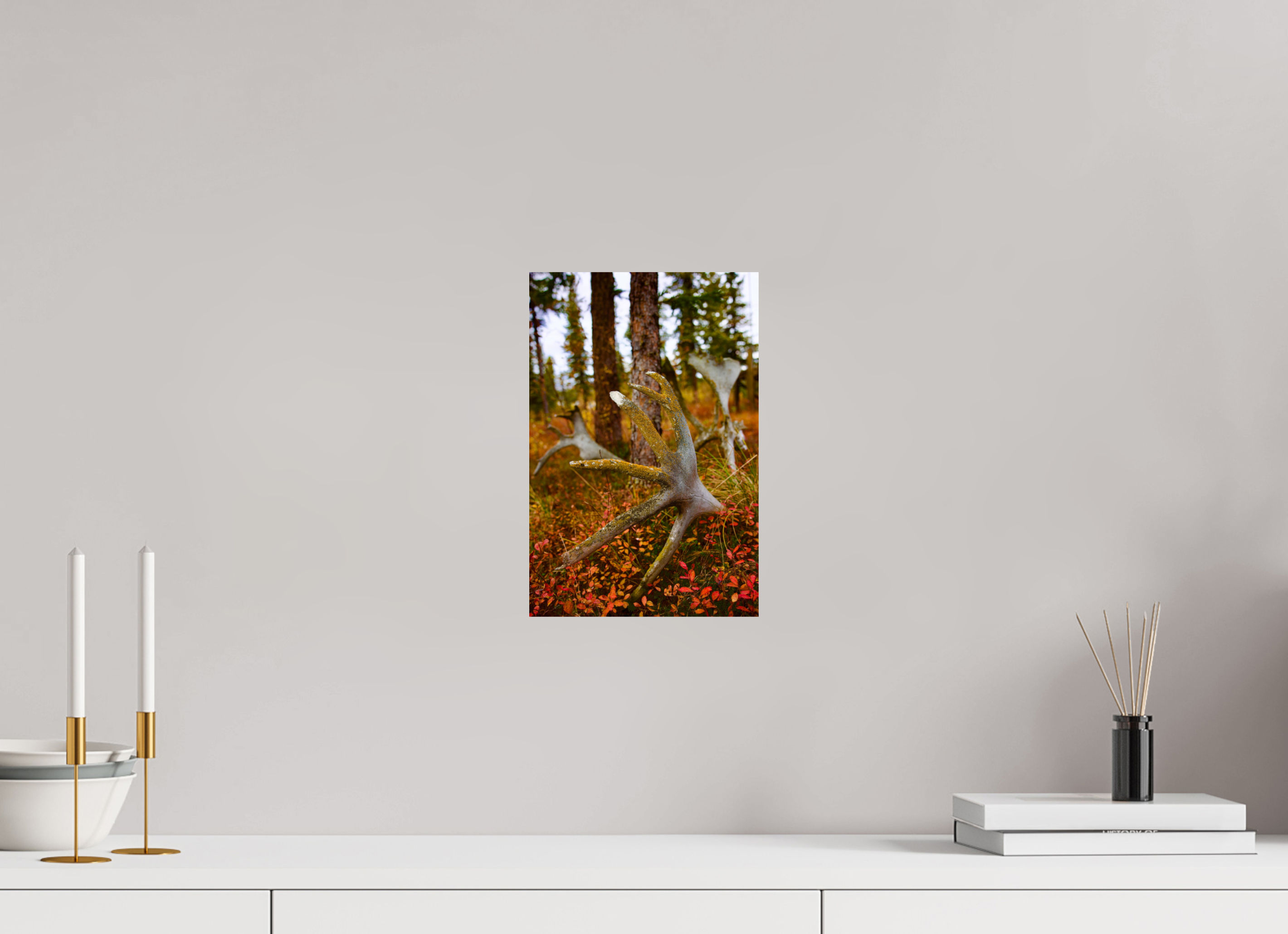 8 x 12″, Photo Print On Fuji Crystal DP II Caribou Antlers